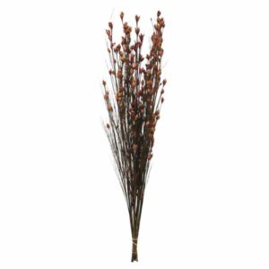 MERLOT BELL GRASS WITH SEED PODS 8-9 OZ BUNDLE PRESERVED