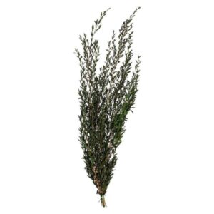 GREEN LEPTO LONGIFOLIA 6-7 OZ BUNDLE PRESERVED