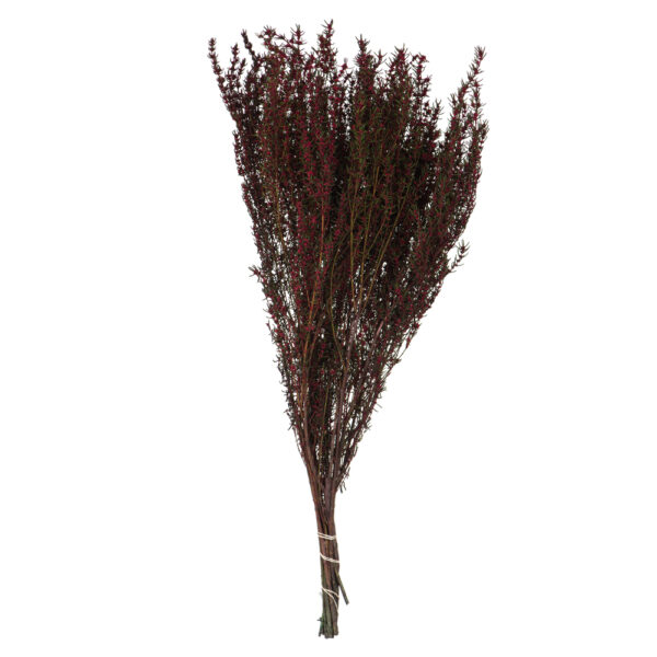 22-26" MERLOT GRABIA, 5-6 OZ BUNDLE, PRESERVED