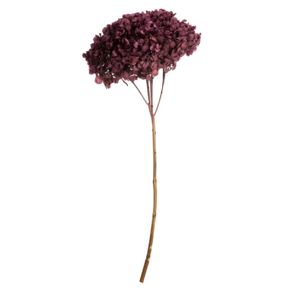 15" PURPLE ORCHID HYDRANGEA WITH MULTIPLE BRANCH SEGMENTS. PRESERVED