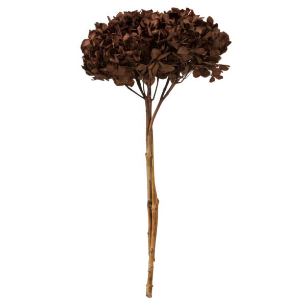 15" BROWN HYDRANGEA WITH MULTIPLE BRANCH SEGMENTS. PRESERVED