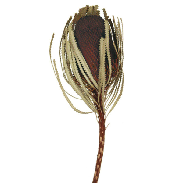 12" JUMBO BROWN BANKSIA FLOWER WITH STEM. INCLUDES 3 STEMS PER PACK. DRIED